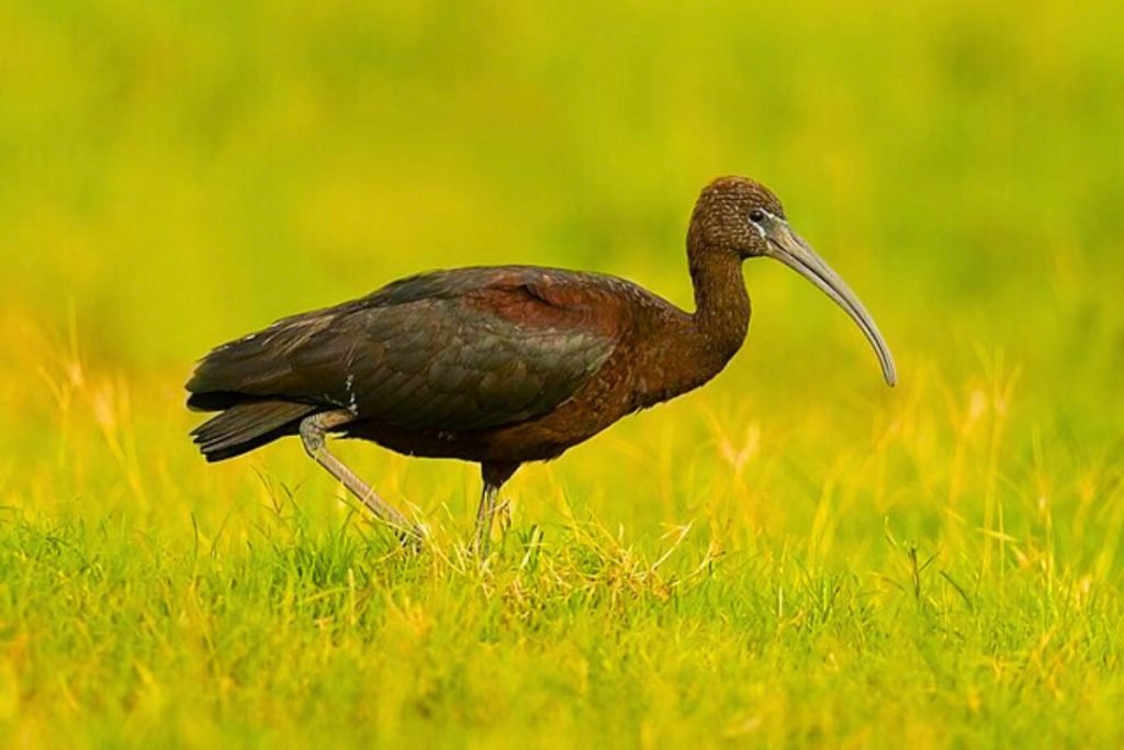Glossy Ibis