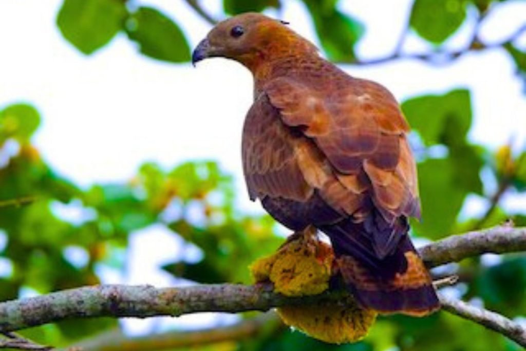 Oriental Honey-buzzard