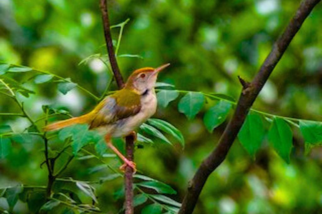 Common Tailorbird