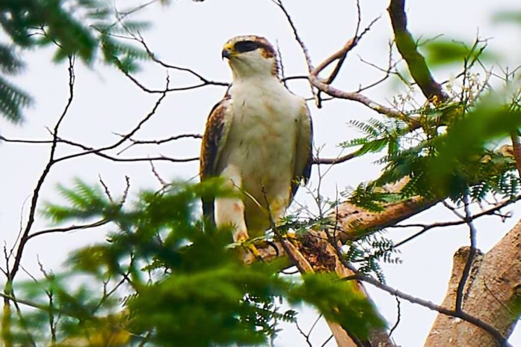 Rufous-bellied Eagle