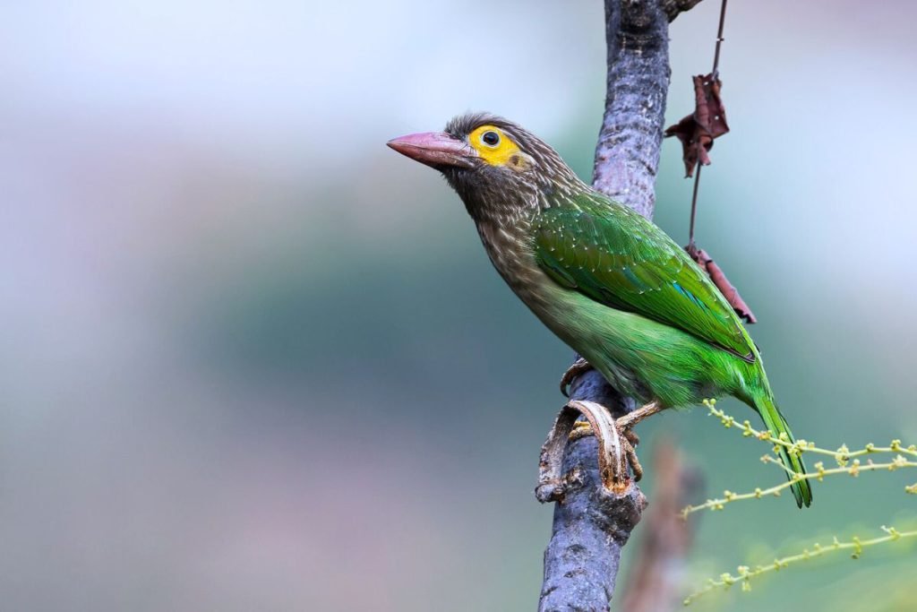 Brown-headed Barbet