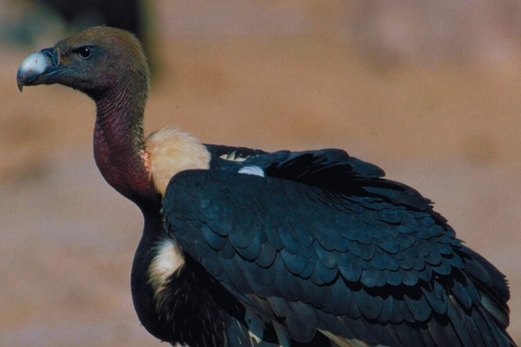 White-rumped Vultures