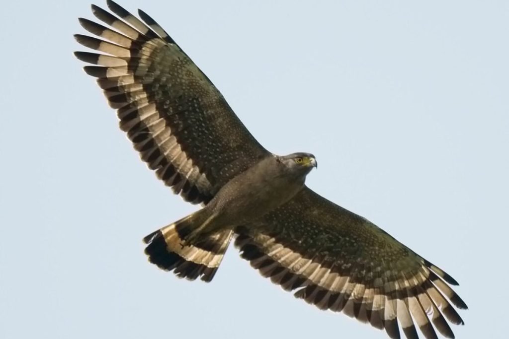 Crested Serpent-Eagle