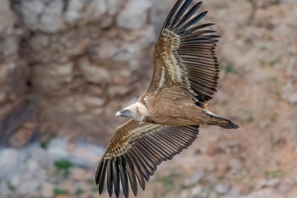 Eurasian Griffon