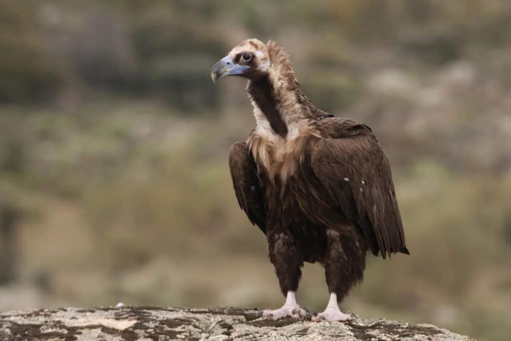 Cinereous Vulture
