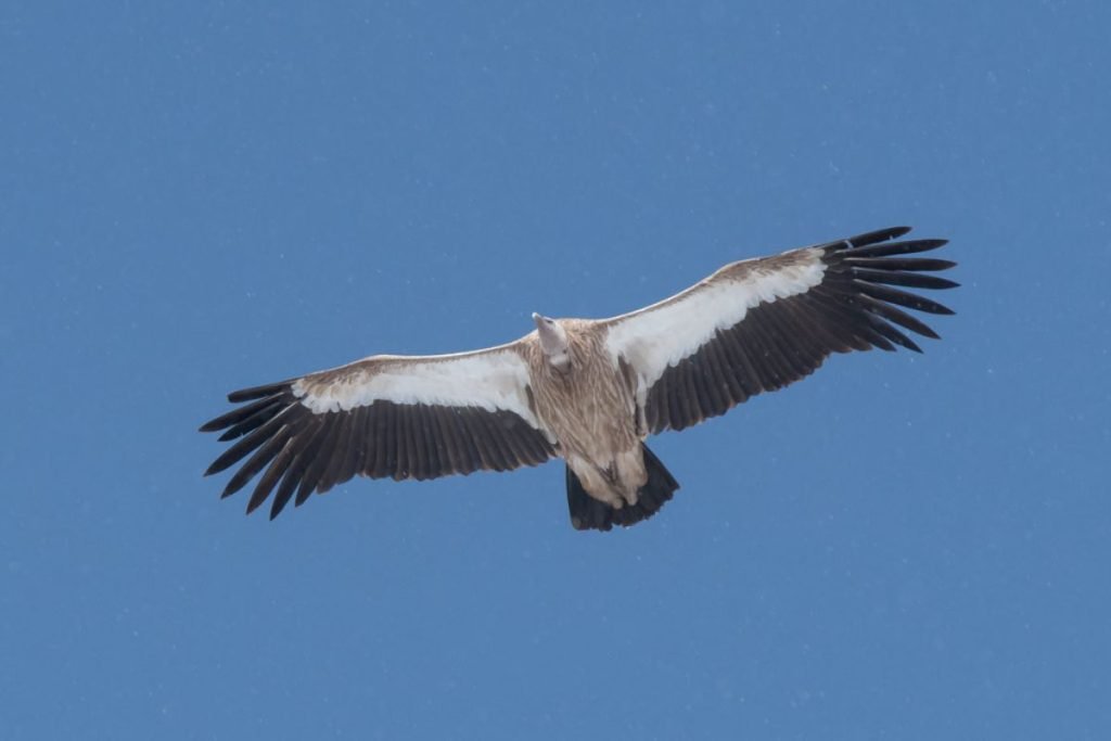 Himalayan Griffon