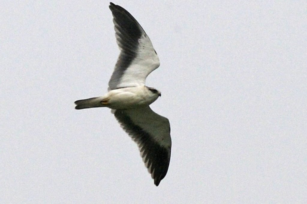 Black-winged Kite