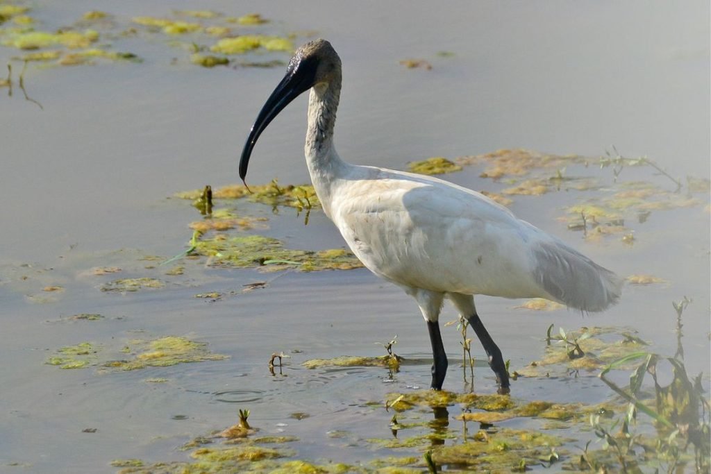Black-headed Ibis