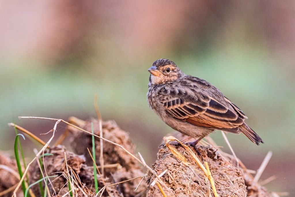 Bengal Bushlark in Rajaji National Park