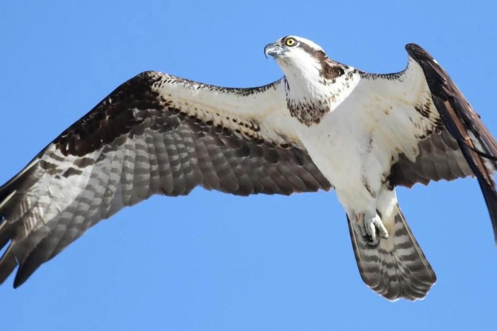 Osprey in Rajaji National Park