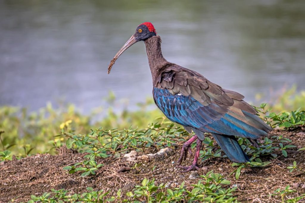 Red-naped Ibis