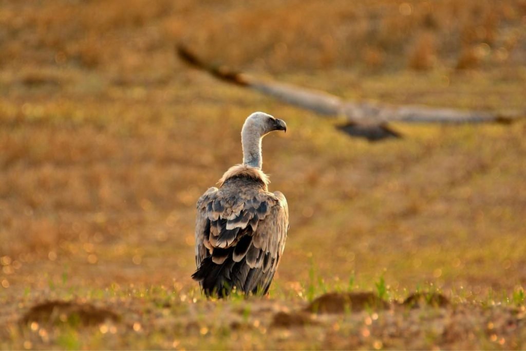 Gyps Vultures