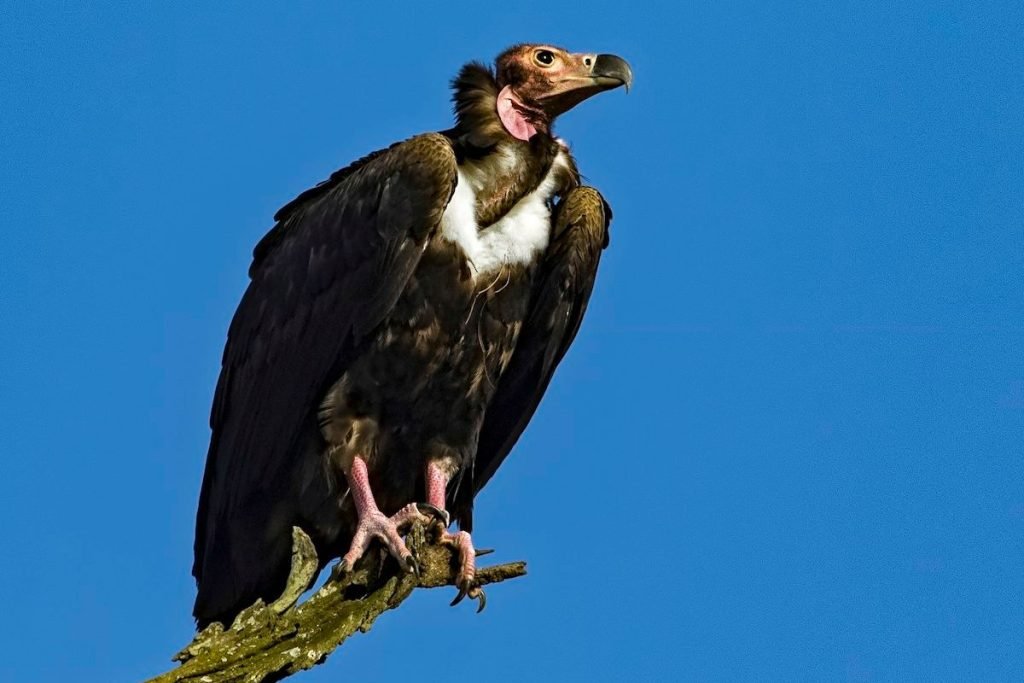 Red-headed Vulture
