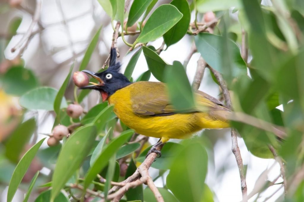 Black-Crested Bulbul