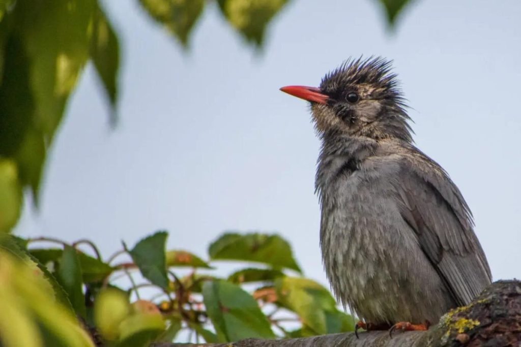 Himalayan Black Bulbul