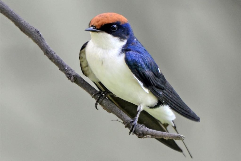 Wire-tailed Swallow