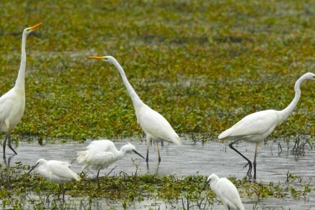 White Egrets