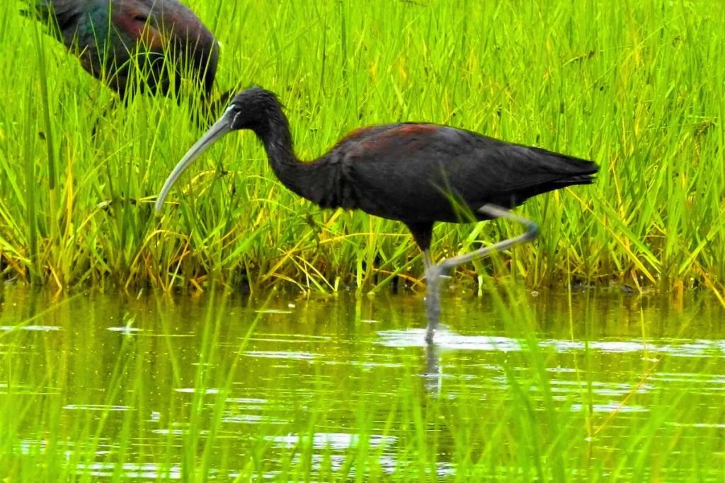 Glossy Ibis