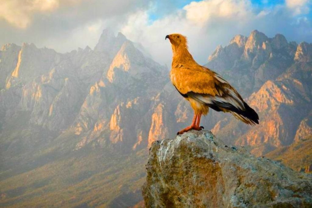 Egyptian Vultures