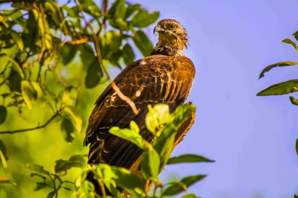 Oriental Honey-buzzard
