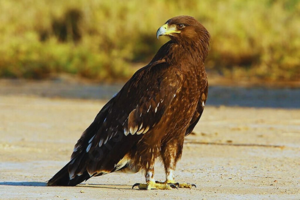 Greater Spotted Eagle