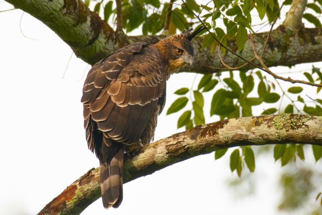 Mountain Hawk-Eagle