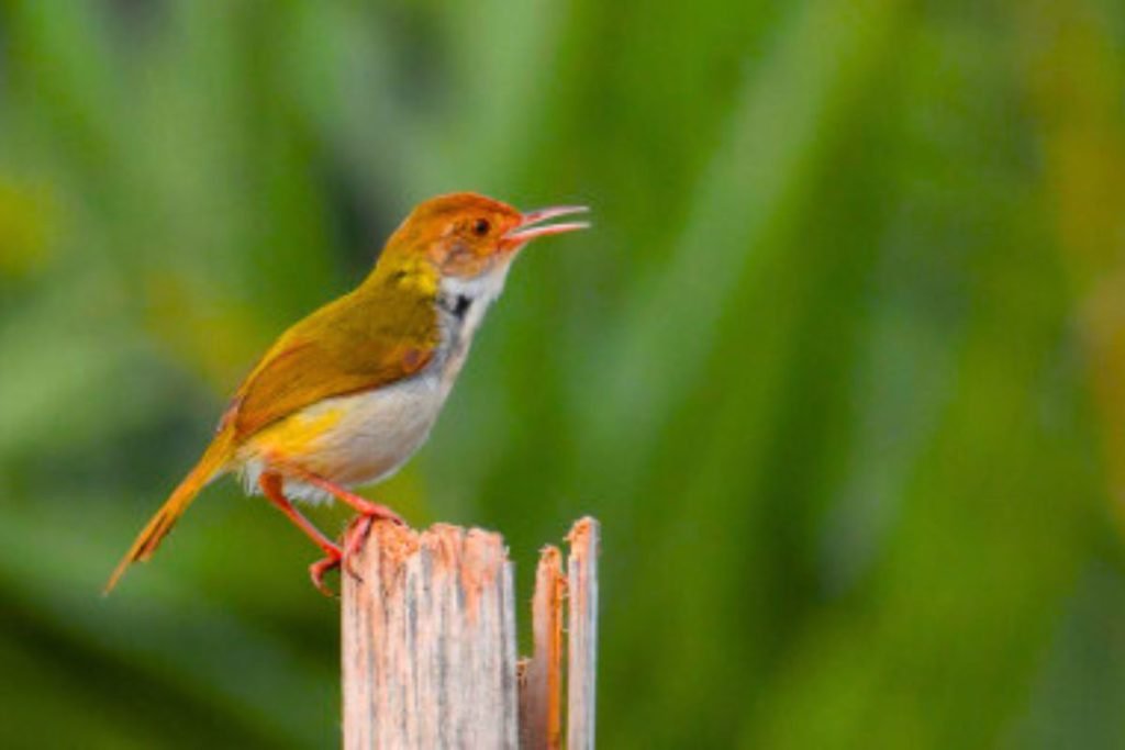 Common Tailorbird