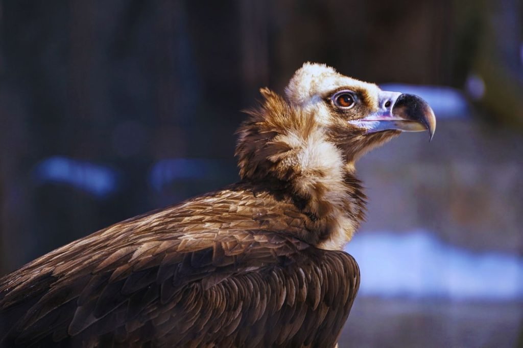 Cinereous Vulture