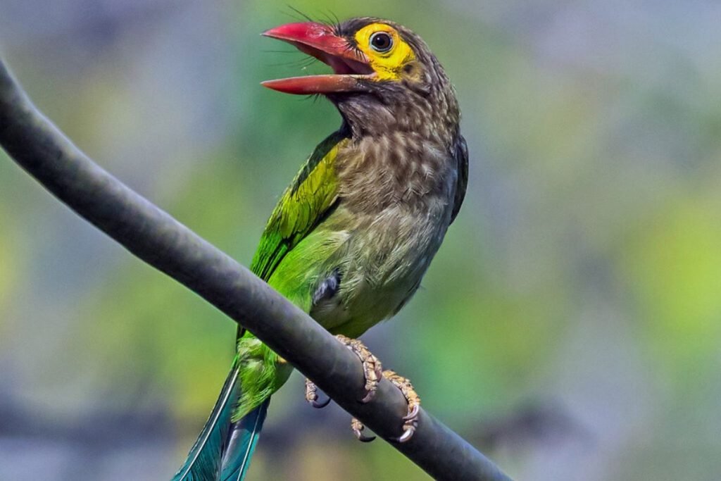 Brown-headed Barbet