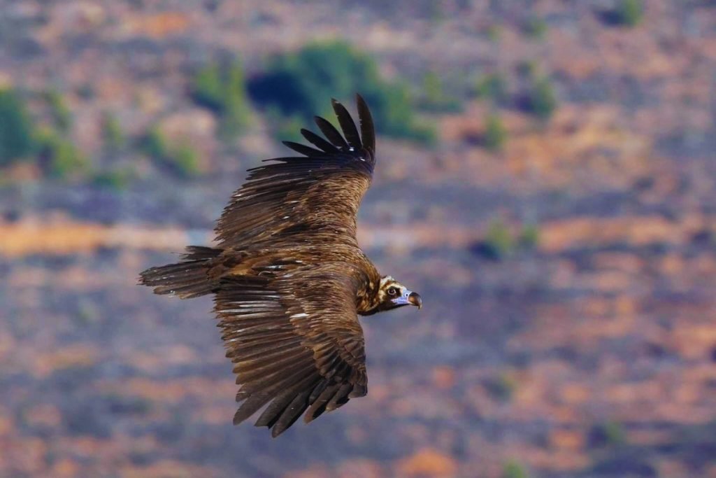 Cinereous Vulture
