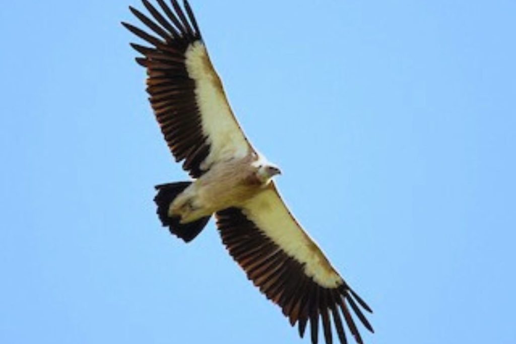 Himalayan Griffon
