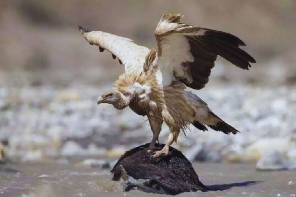 Himalayan Griffon