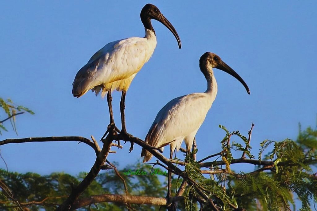 Black-headed Ibis