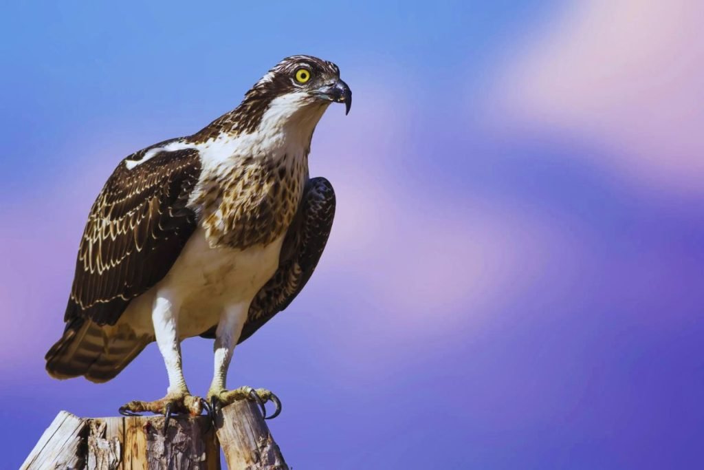 Osprey in Rajaji National Park
