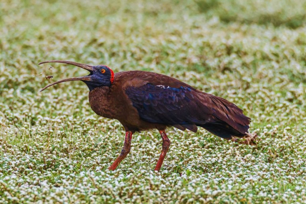 Red-naped Ibis