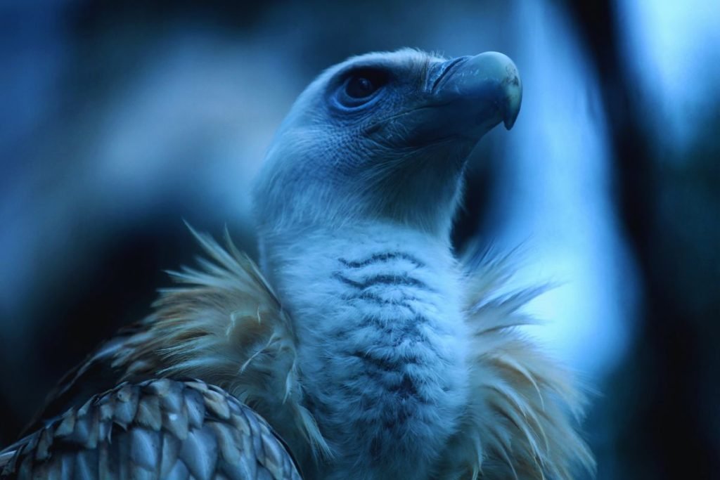Gyps Vultures