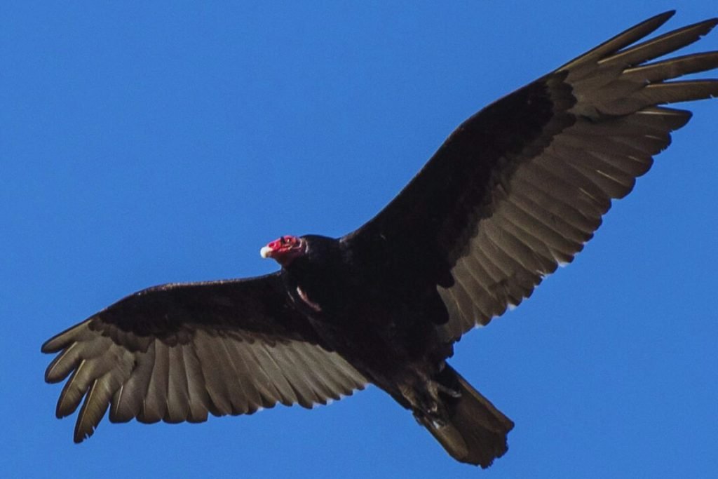 Red-headed Vulture