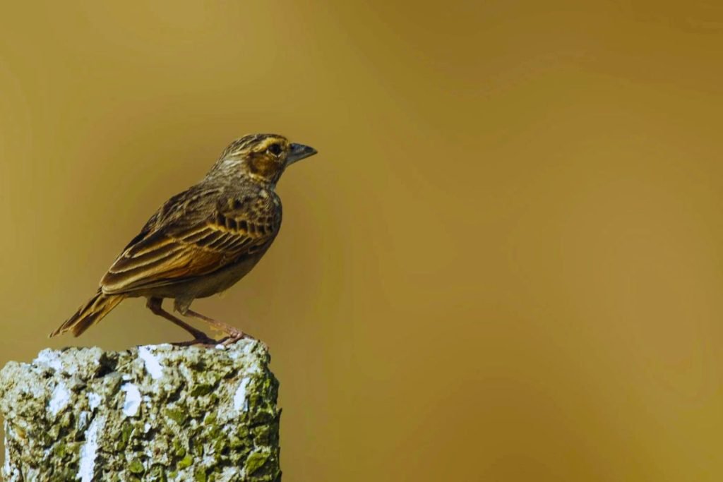 Bengal Bushlark in Rajaji National Park