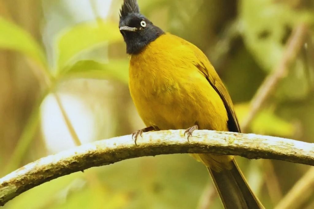 Black-Crested Bulbul