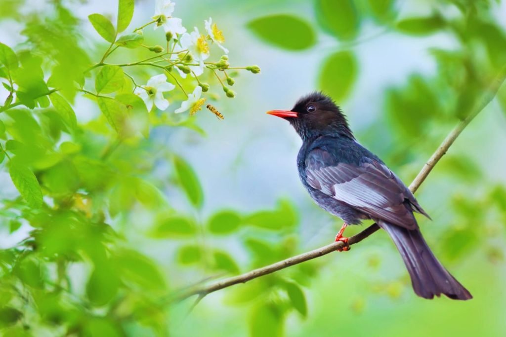 Himalayan Black Bulbul