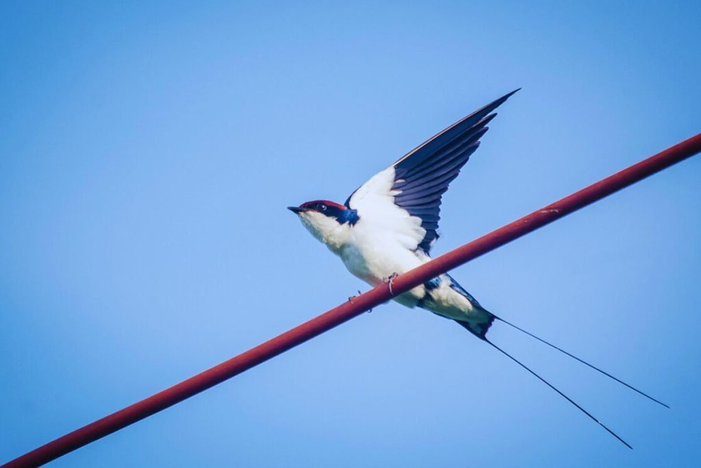 Wire-tailed Swallow