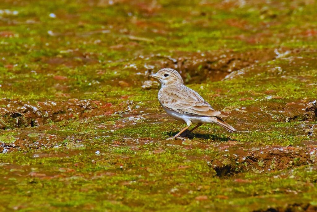 Sand Lark