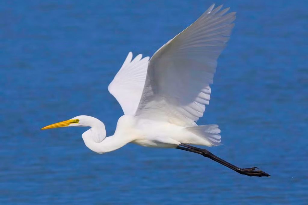 White Egrets