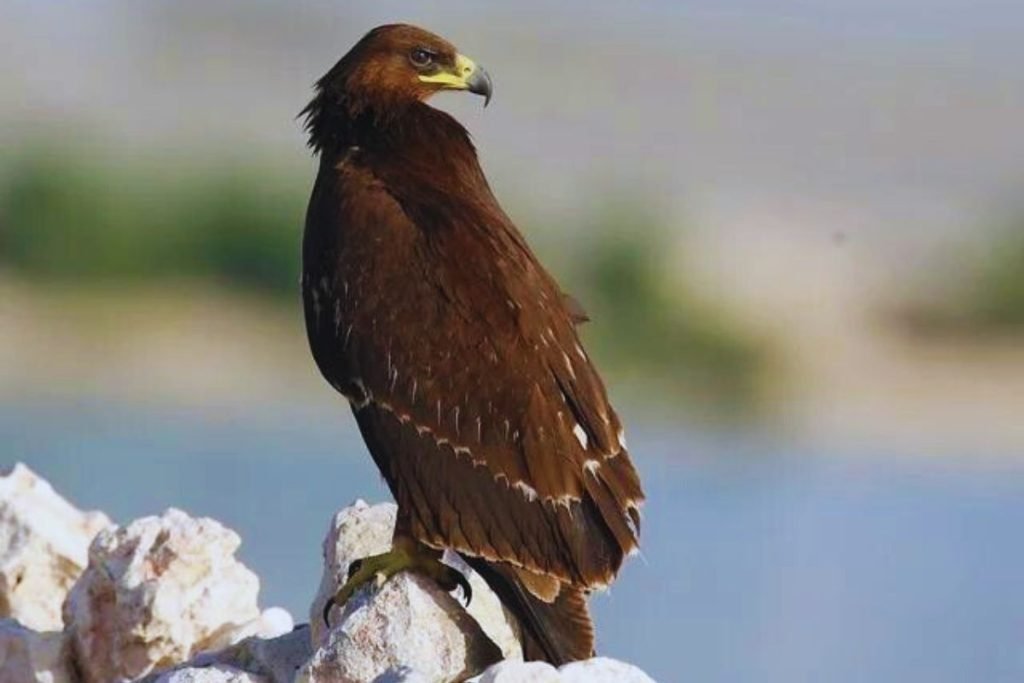 Greater Spotted Eagle