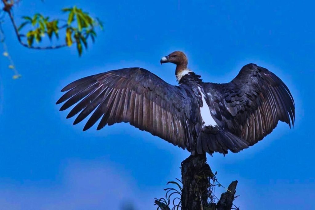White-rumped Vultures