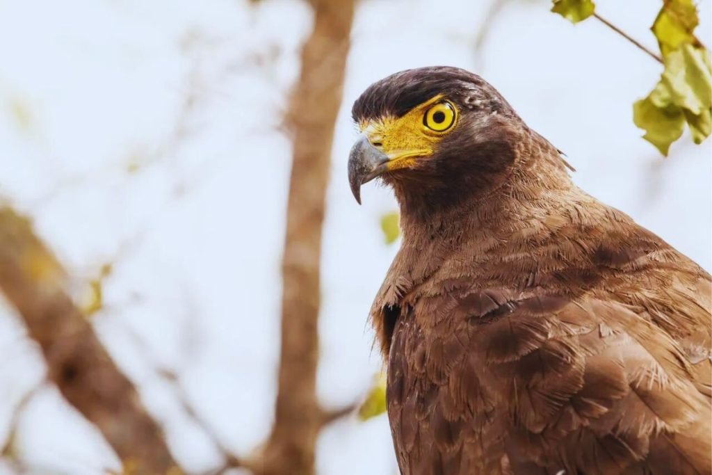 Crested Serpent-Eagle