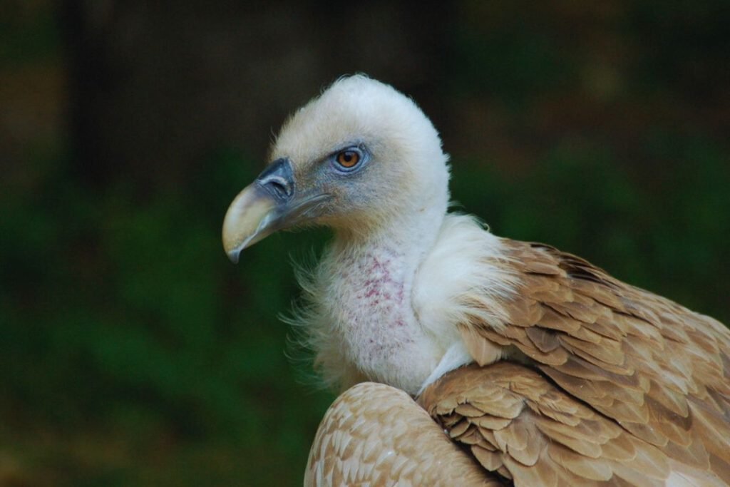 Eurasian Griffon