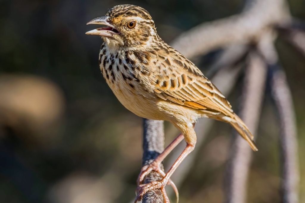 Bengal Bushlark in Rajaji National Park