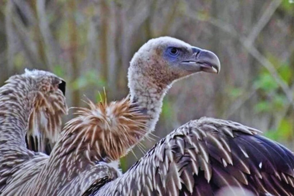 Himalayan Griffon