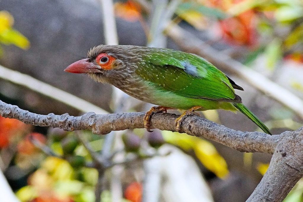 Brown-headed Barbet